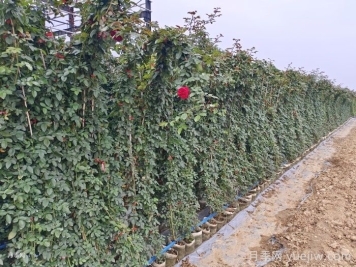 月季在背陰處如何開(kāi)花？