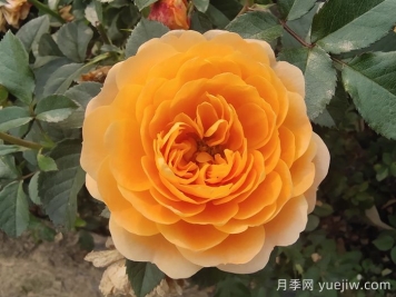 果汁陽(yáng)臺月季