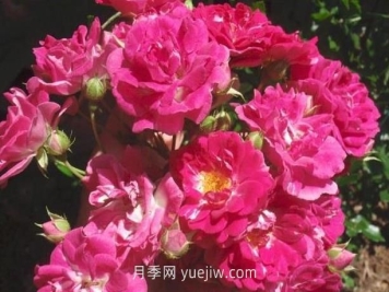 超級?？巳麪査_月季介紹和優(yōu)缺點(diǎn)