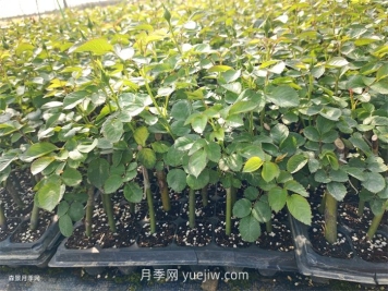 月季苗，南陽(yáng)月季小苗用于全國各地的月季繁育基地