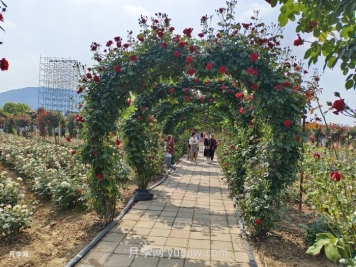 夏季很多月季和花木快速衰弱死亡，是什么原因？