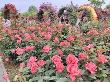 園林花木景觀(guān)應用