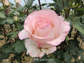 園林人必須知道的88個(gè)花卉基本知識點(diǎn)