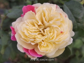 推薦88個(gè)最美月季品種，讓花友美到心醉，陶醉其中