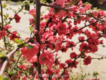 分享60種常見(jiàn)花卉植物