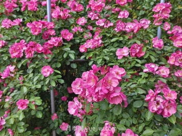 月季花長(cháng)出新葉，卻會(huì )打卷，是什么問(wèn)題？
