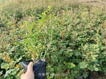 月季小苗多久能長(cháng)成大苗？
