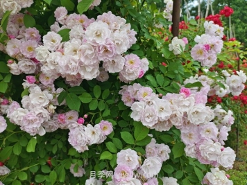 薔薇花什么時(shí)候開(kāi)花，花期有多久？