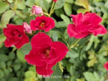 薔薇花是春天開(kāi)花還是夏天開(kāi)花？