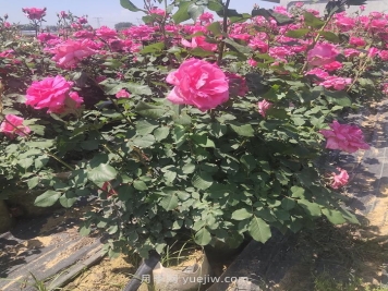 夏季月季修剪不當為什么會(huì )死？