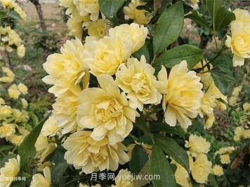 黃木香多久可以開(kāi)花？黃木香怎樣才能多開(kāi)花呢？