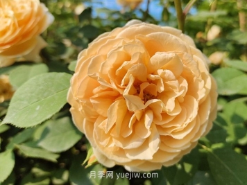 橙色月季哪個(gè)品種花大？