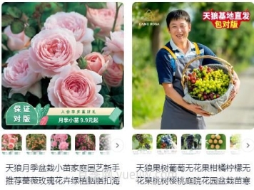  淘寶買(mǎi)月季，請推薦一些可靠的店鋪