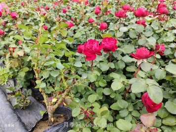 內蒙古區域可以種植月季嗎？
