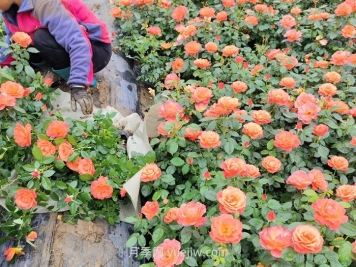 內蒙古適合種植月季嗎？