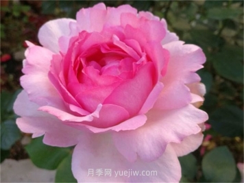 伊芙貴族香水月季介紹和優(yōu)缺點(diǎn)