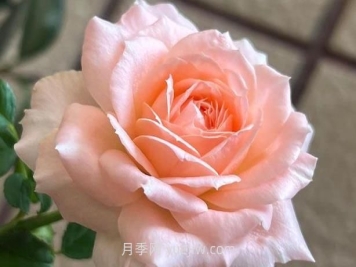 楊玉環(huán)月季介紹和優(yōu)缺點(diǎn)