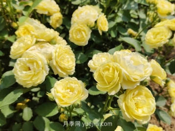 月季花的習性，要求什么樣的種植環(huán)境？