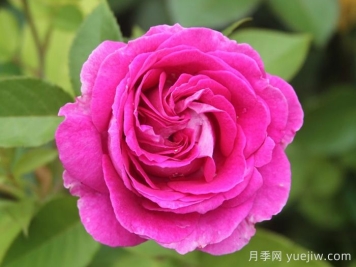 音樂(lè )之聲月季/瑪麗亞小姐/瑪利亞