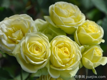 奶油龍沙寶石月季是藤本還是灌木？
