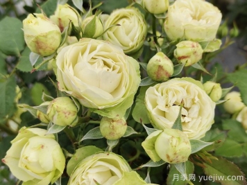 奶油龍沙寶石月季的花期有多長(cháng)？