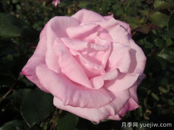 桃香月季/香桃月季