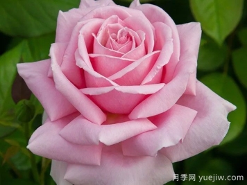弗雷德里克米斯塔爾月季/米斯特拉香水/兒童玫瑰