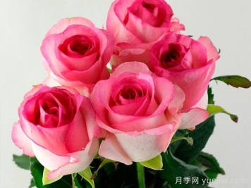 貝拉維塔月季/美好生活月季
