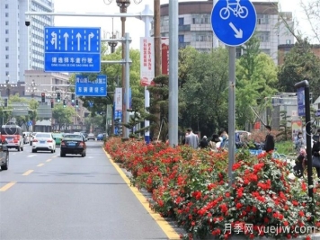 南昌30條月季大道 300萬(wàn)株月季滿(mǎn)城飄香