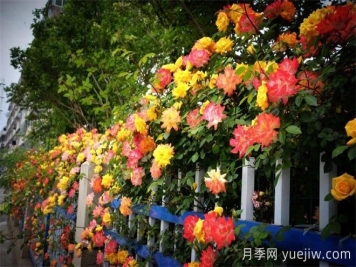 香飄九州美不勝收！丹陽(yáng)驚現五彩月季花墻場(chǎng)景！