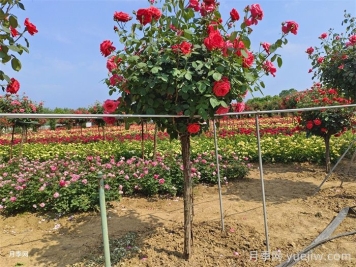 鄭州馬路邊的樹(shù)狀月季花為什么開(kāi)這么大？ 有妙招！