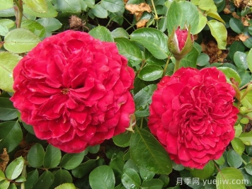    推薦30種漂亮的灌木月季花，花大味香好養