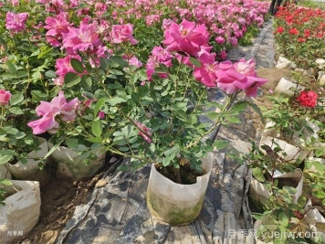 如何在夏季提升月季苗栽植成活率？