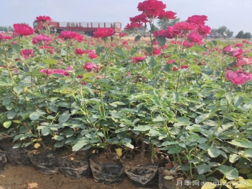 河南南陽(yáng)：月季之鄉新發(fā)展 月季花開(kāi)產(chǎn)業(yè)紅