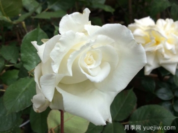 路易斯朗斯夫人月季/白色荊棘崖