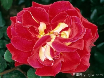 雅基穆?tīng)栐录?雅琦莫月季