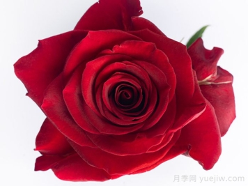 斯卡拉塔月季/斯嘉麗