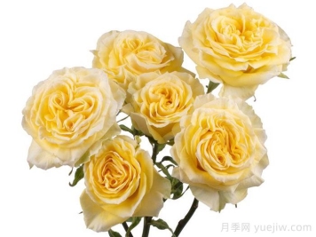 斐波那契蒙娜麗莎月季