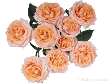 斐波那契奧里斯月季