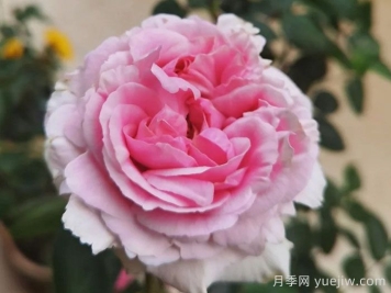 伊芙幻塔索斯月季