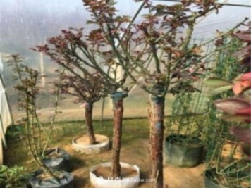 月季花能在什么樹(shù)上嫁接