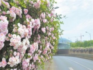 8萬(wàn)多株月季進(jìn)入盛花期，月季成為杭州富陽(yáng)城市綠化點(diǎn)睛之筆