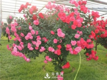 月季樹(shù)高貴典雅、花型花色多樣