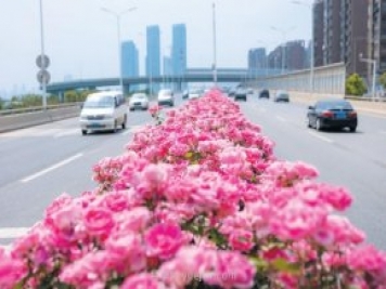 南陽(yáng)月季變身武漢網(wǎng)紅，花中皇后香飄大江南北