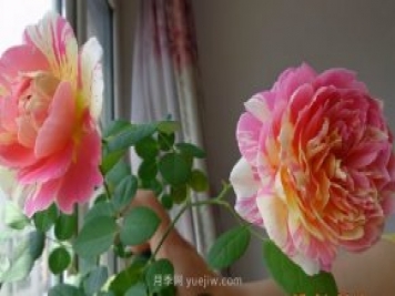 推薦適合夏天養的5種月季花，花量大不怕曬