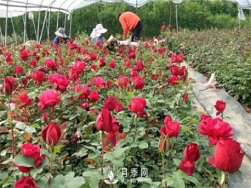 老棵月季苗批發(fā)價(jià)格多少？多年生月季苗成活率高？
