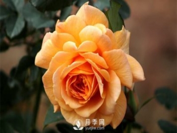 盆栽月季樹(shù)插穗、新栽苗、生長(cháng)期如何修剪？