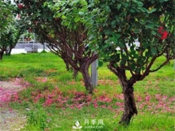 月季樹(shù)，玫瑰樹(shù)，樹(shù)狀月季的優(yōu)勢