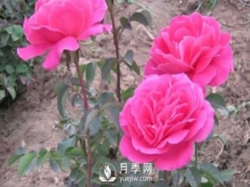 月季樹(shù)冬季長(cháng)小芽該怎么辦？