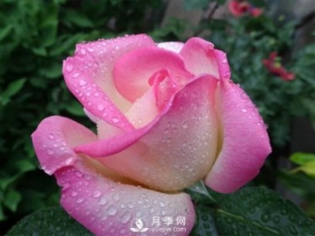 南陽(yáng)大花月季花苞有黑褐色斑駁是黑斑病導致的嗎？
